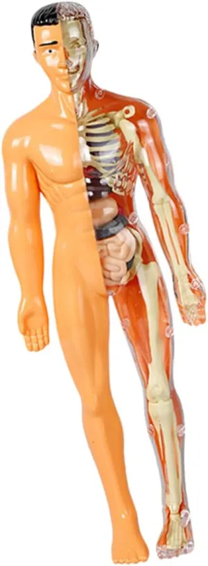 1 Set Human Anatomy Model for Detailed Skeleton Organ Assembly Interactive DIY Learning Aid for Engaging Educational Craft for