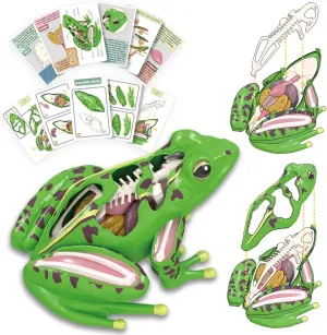4D Vision Frog Anatomy Model, 23 Part Puzzle of Frog and 11 Knowledge Flash Cards, Detachable Frog Organs and Body Parts Model, Educational Medical Clinic Teaching Equipment, STEM Toy Gift for Kids