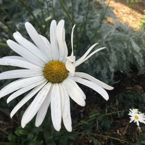 50 Nipponanthemum Nipponicum Hardy Perennial Seeds | Nippon Daisy Seeds for Vibrant Late-Summer Blooms
