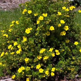 #1 potentilla dakota sunspot