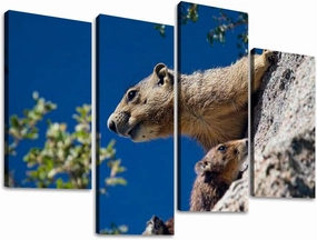 Alpine Marmot marmota marmota Adult Eating standing Rocks Canvas Prints Wall Decor 4 Pieces Contemporary Framed Artworks for Living Room Bedroom Bathroom Office Home Decoration Gifts