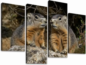 Alpine Marmot marmota marmota Adults standing Rocks Alps South East Canvas Prints Wall Decor 4 Pieces Contemporary Framed Artworks for Living Room Bedroom Bathroom Office Home Decoration Gifts