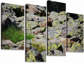 alpine marmot marmota marmota hiding between rocks Canvas Prints Wall Decor 4 Pieces Contemporary Framed Artworks for Living Room Bedroom Bathroom Office Home Decoration Gifts