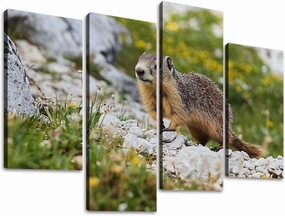 Alpine marmot Marmota marmota rock Canvas Prints Wall Decor 4 Pieces Contemporary Framed Artworks for Living Room Bedroom Bathroom Office Home Decoration Gifts