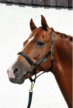 Bucas Dublin Halter