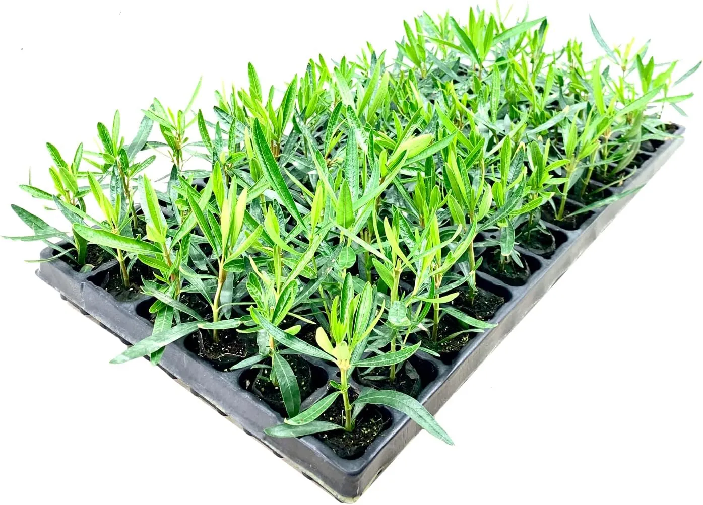 Oleander Petite Pink | 10 Live Plants | Nerium | Compact Dwarf Evergreen Shrub