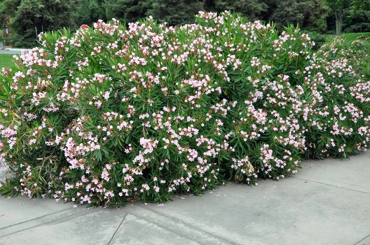 Oleander Petite Pink | 10 Live Plants | Nerium | Compact Dwarf Evergreen Shrub