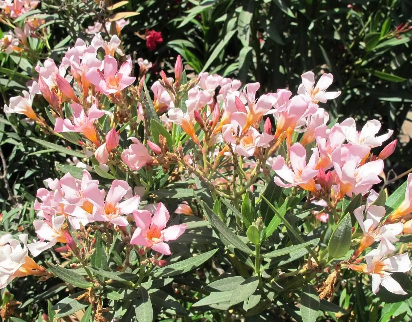 Oleander Petite Pink | 10 Live Plants | Nerium | Compact Dwarf Evergreen Shrub