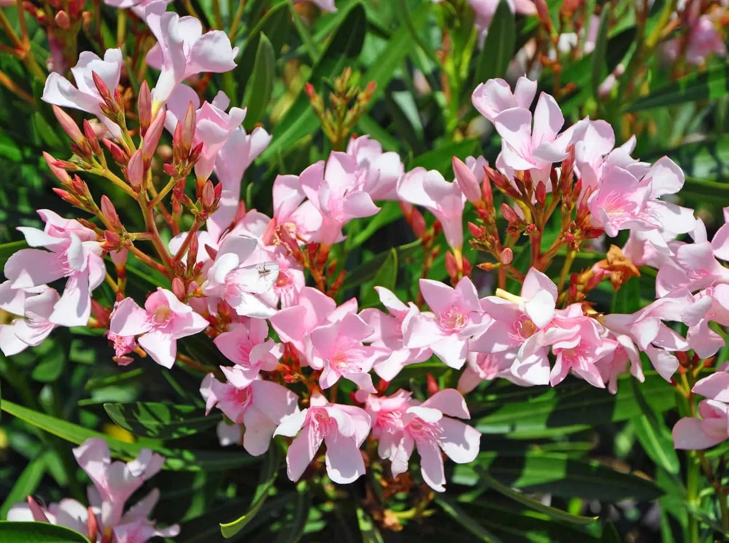 Oleander Petite Pink | 10 Live Plants | Nerium | Compact Dwarf Evergreen Shrub