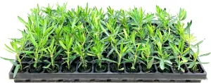 Oleander Petite Pink | 3 Live Plants | Nerium | Compact Dwarf Evergreen Shrub